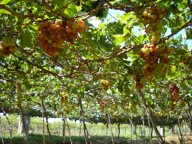 Tour Ninh Thuận sắc màu 1 ngày